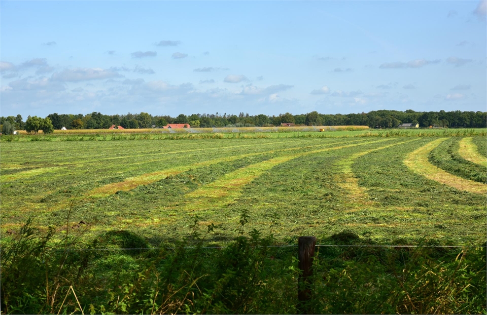 Sint-Michielsgestel - Nieuw Laar Berlicum: foto van gemaaid gras.